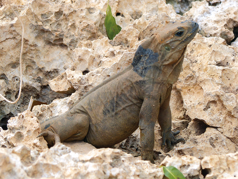 Leguan :: © Elmar Mai