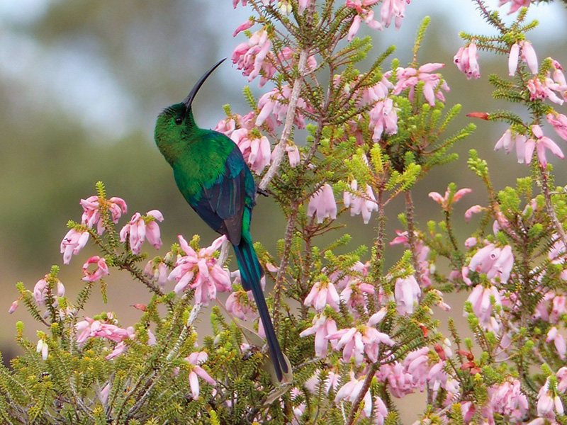 Malachit-Nektarvogel (Nectarinia famosa) an einer der vielen Erika-Arten :: © E.Mai