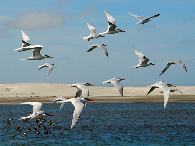 Langstreckenmigration :: © W.Bittmann