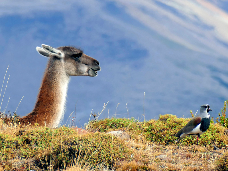 Patagonien :: © W.Bittmann